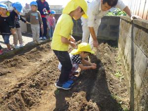5歳児が技能員に教えてもらいながら畑に大根の種をまいているところです。