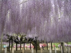 image:Wisteria at Ashikaga Flower Park