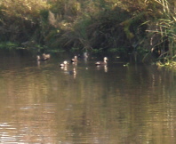 矢場川で泳ぐ水鳥の写真