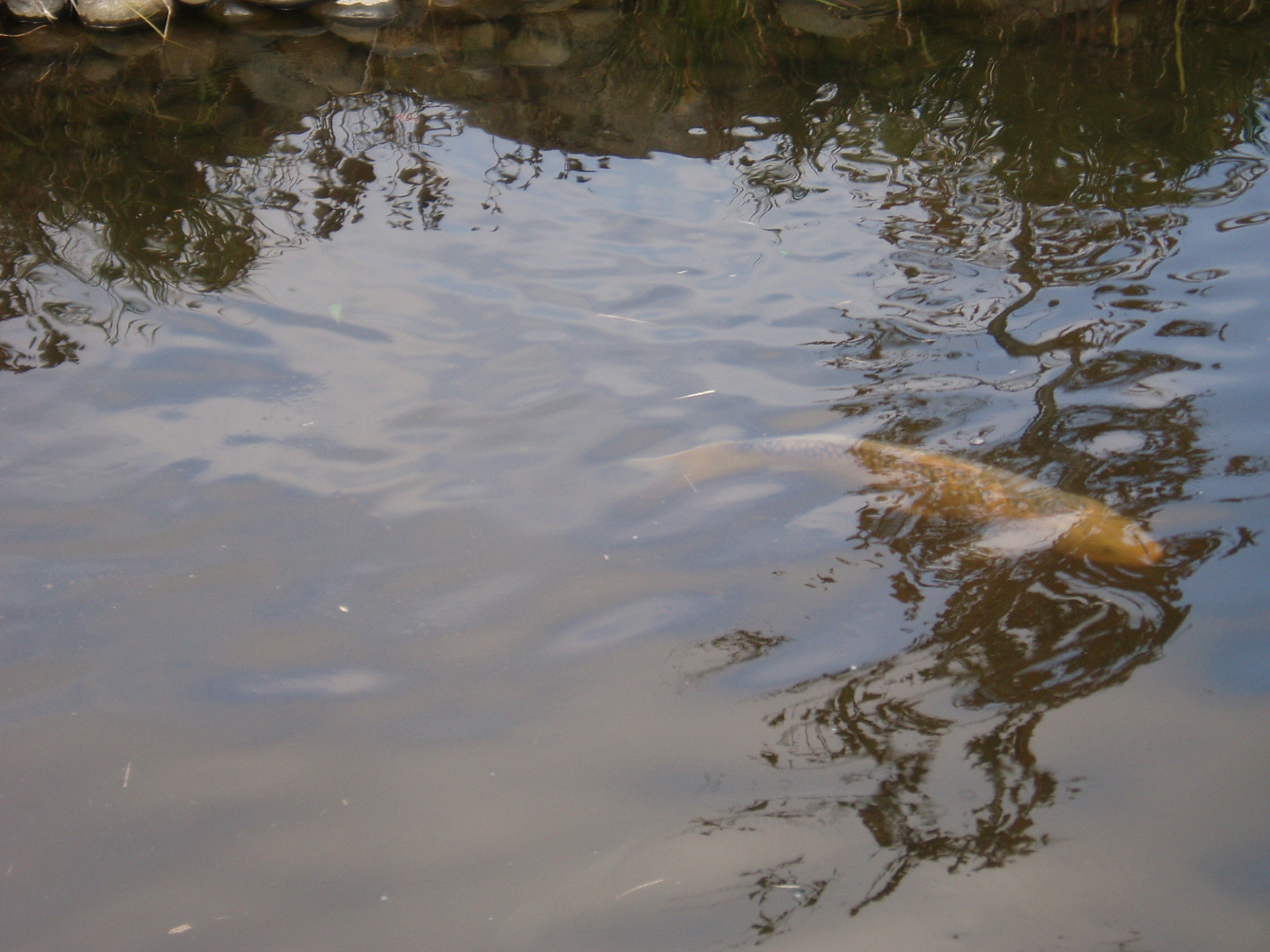 こぶな村の池で泳ぐ鯉の写真