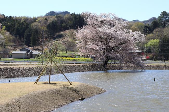 春の園池の写真