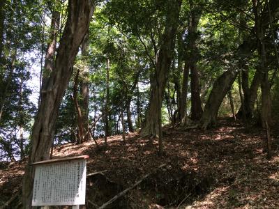 松田町字中手のアカシデ林の写真