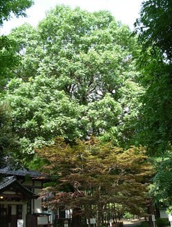 楷の木の写真