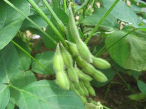 枝豆の収穫の様子の写真2