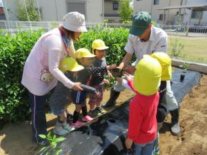 畑で子どもたちがオクラを収穫している写真です