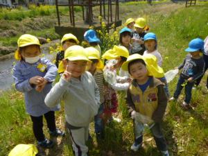 4歳児、5歳児の子ども達が田島川の土手で菜の花を摘んだり、テントウムシを探しているところです。