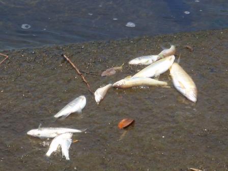 魚へい死  写真1