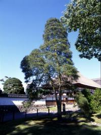The image of Kanafuri matu. One of pine tree.