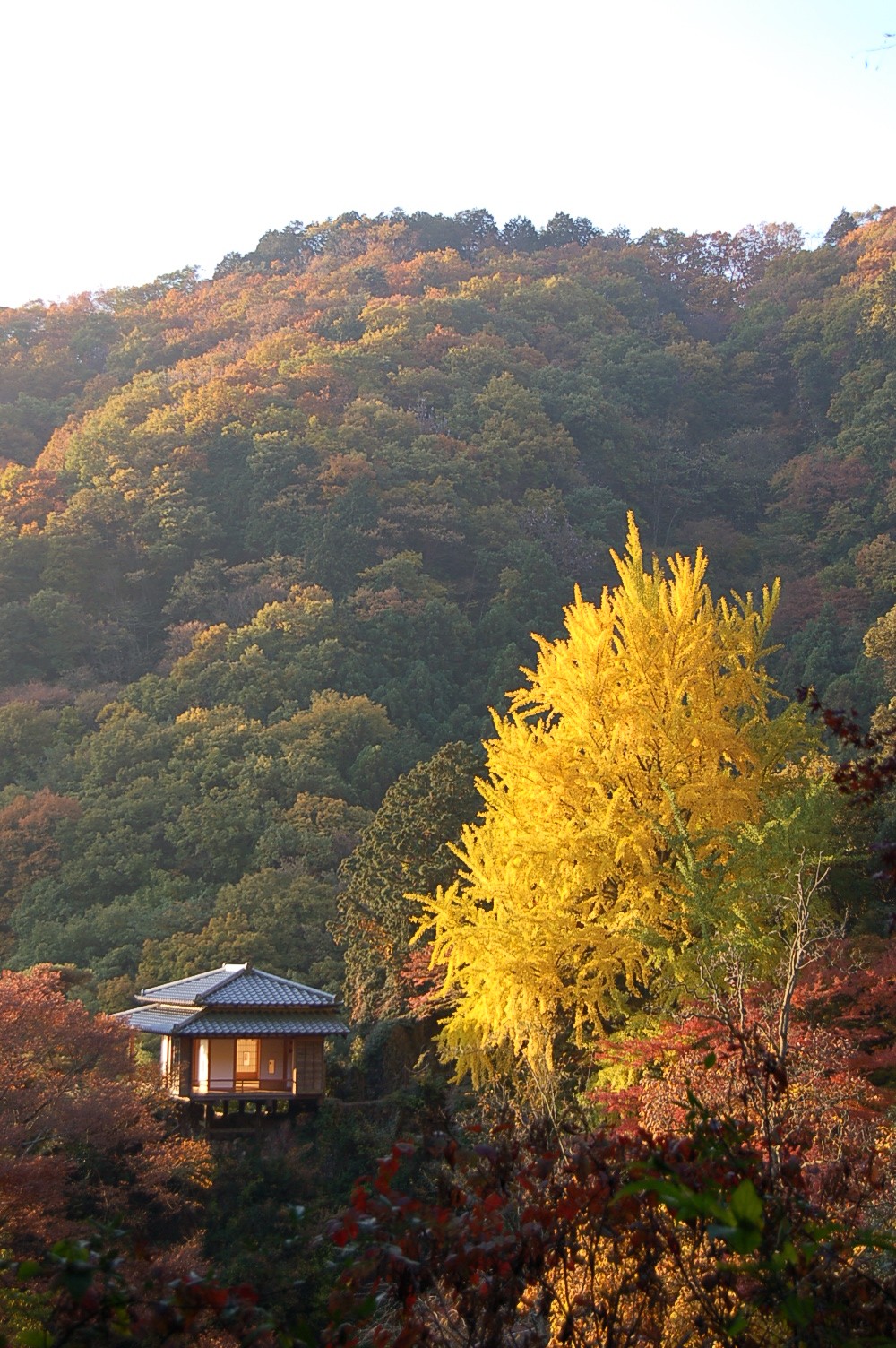 行道山浄因寺の写真