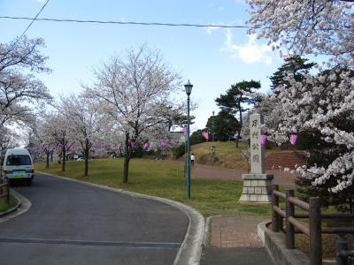 足利公園の桜の写真1です。