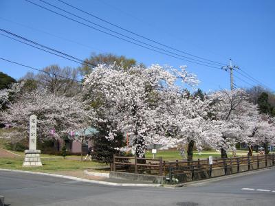 足利公園の桜の写真2です。