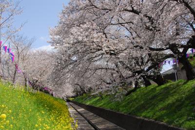 千歳の桜の写真1です。