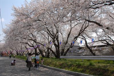 千歳の桜の写真2です。