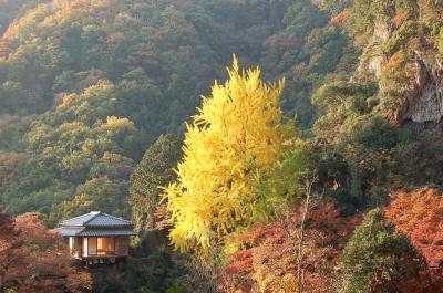 浄因寺の紅葉の写真