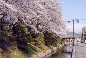 大日苑の桜の写真