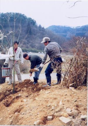 桜を植樹している様子の写真