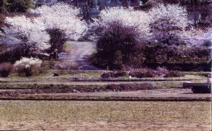 満開になった無量寺の桜の写真