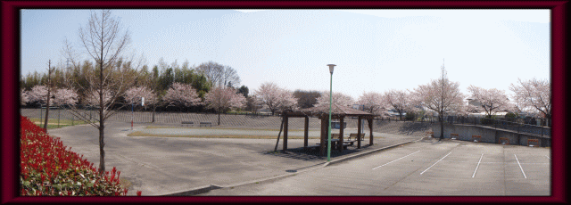 あがた工業団地南公園の桜並木の写真
