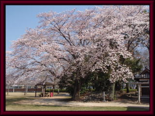 葉鹿公園の桜の花の写真