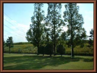 小俣公園内のメタセコイアの木の写真