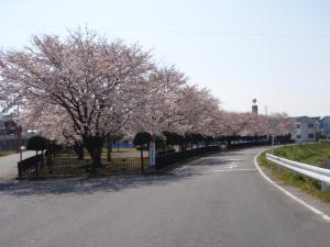 公園の桜を外側から見た写真です
