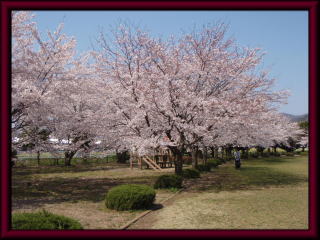 北郷公園の桜の花の写真