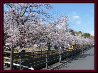 足利公園の春の写真