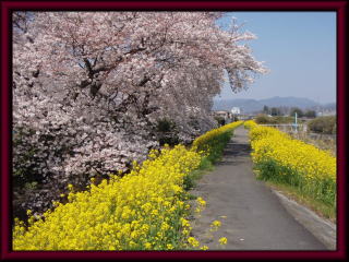 猿田公園の桜と堤防沿いの菜の花の写真
