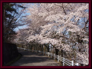 山前公園入り口に咲くサクラの花の写真（その2）