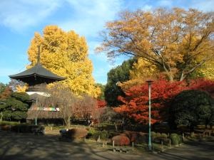 大銀杏の写真です3。