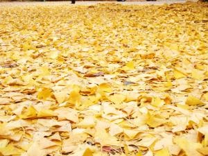 銀杏の葉っぱで黄色い絨毯
