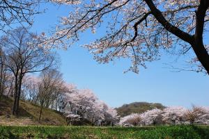 桜の木々が並んでいる里山の写真