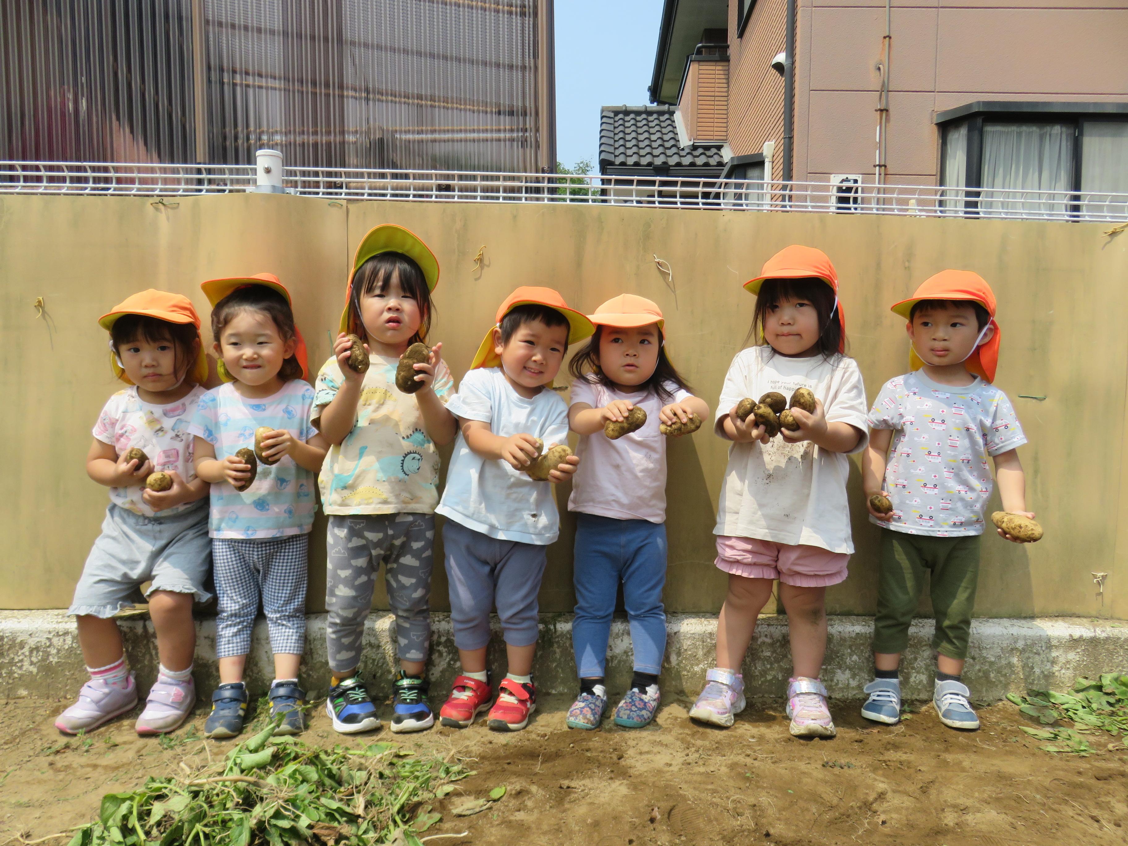 じゃがいも掘りの様子の写真