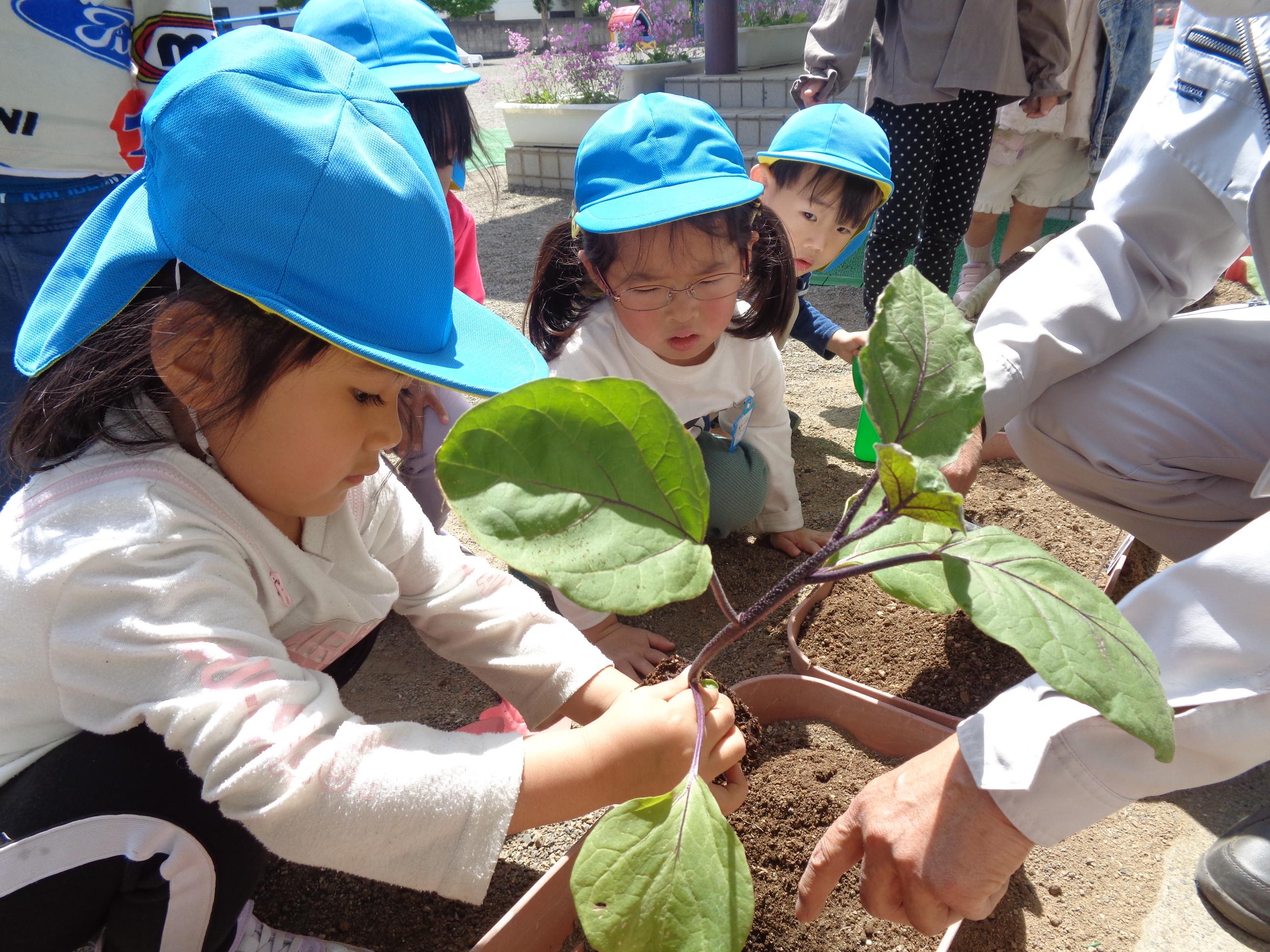 野菜の苗植え