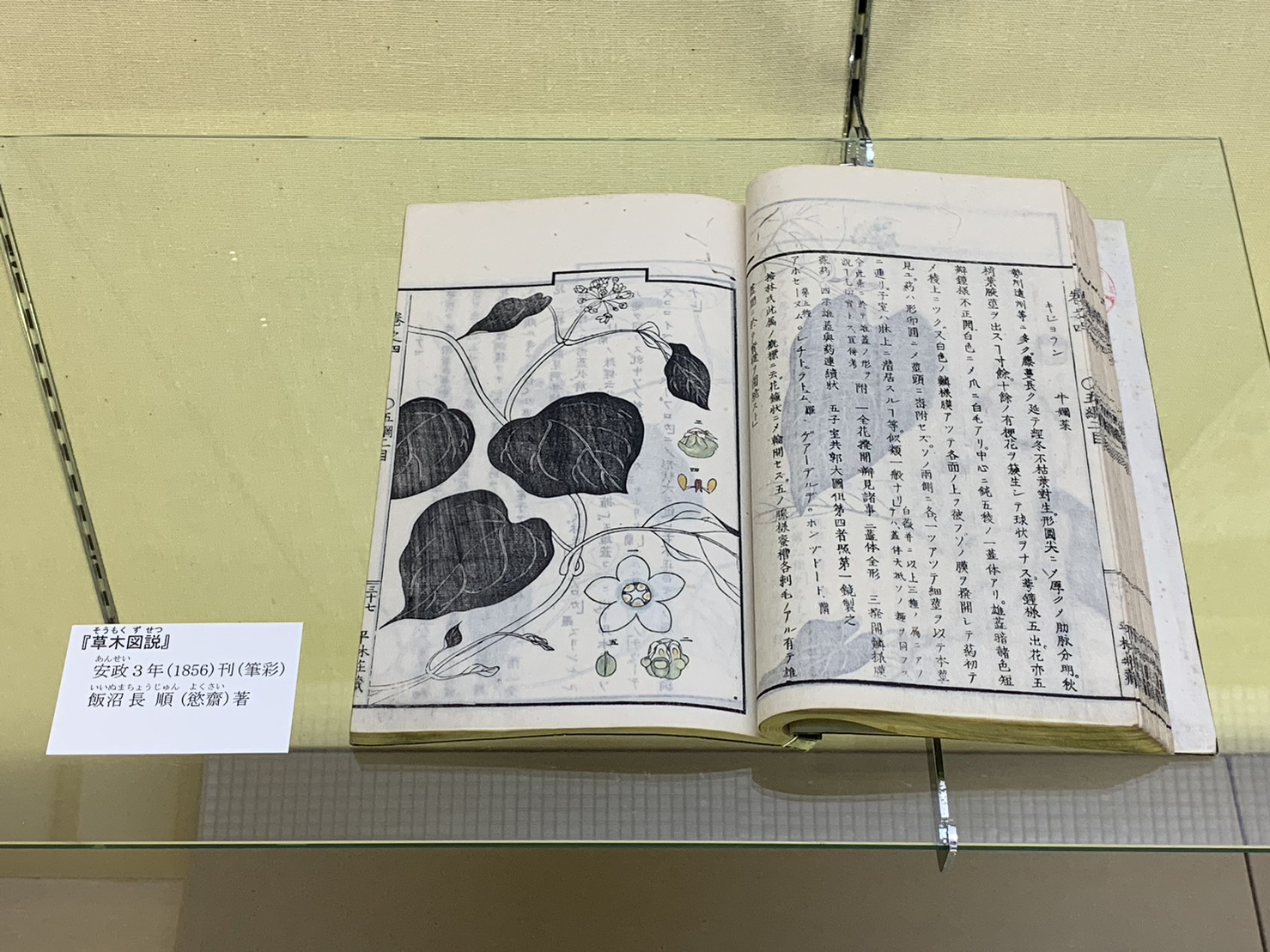 草木図説