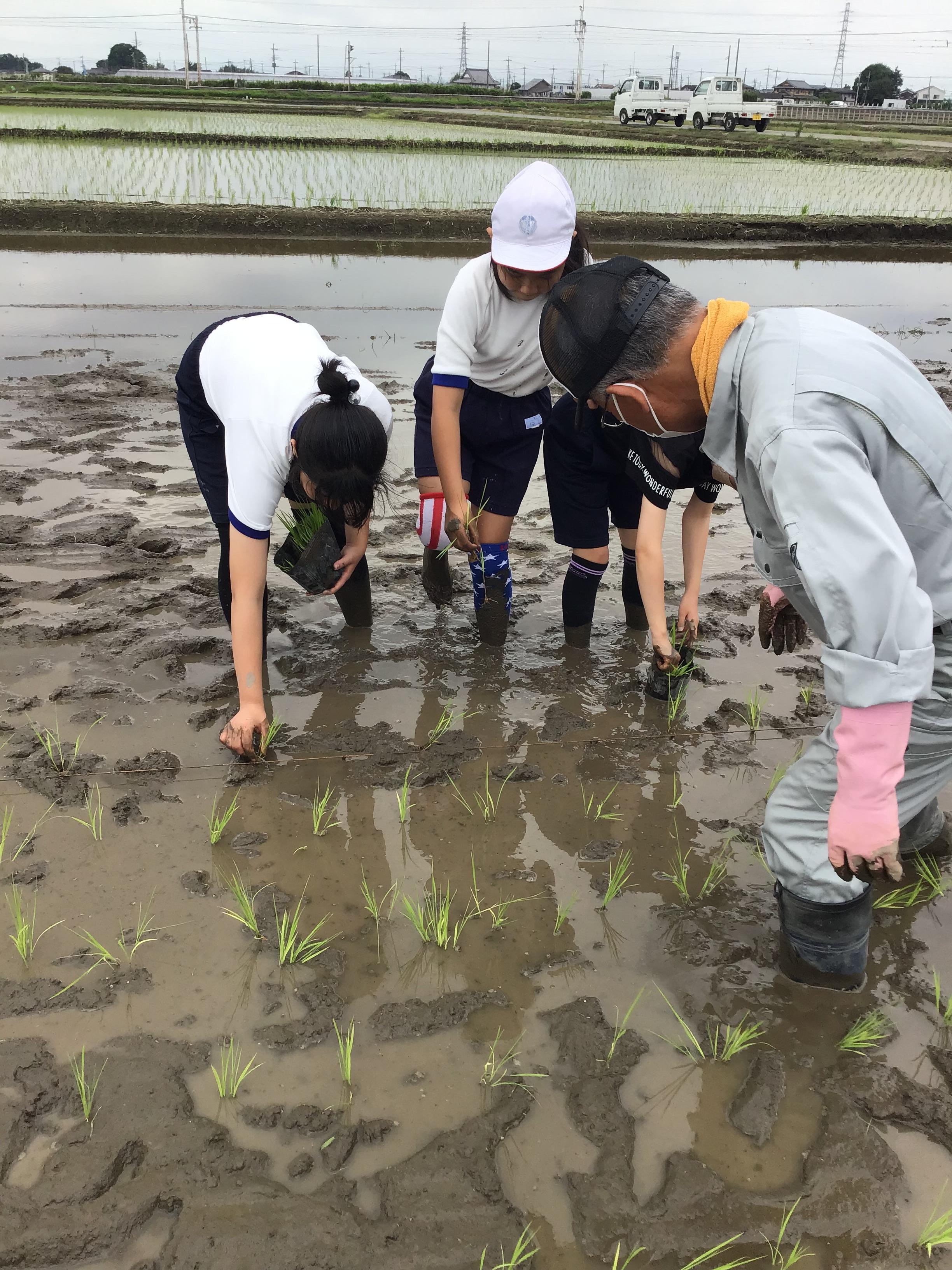 田植え5