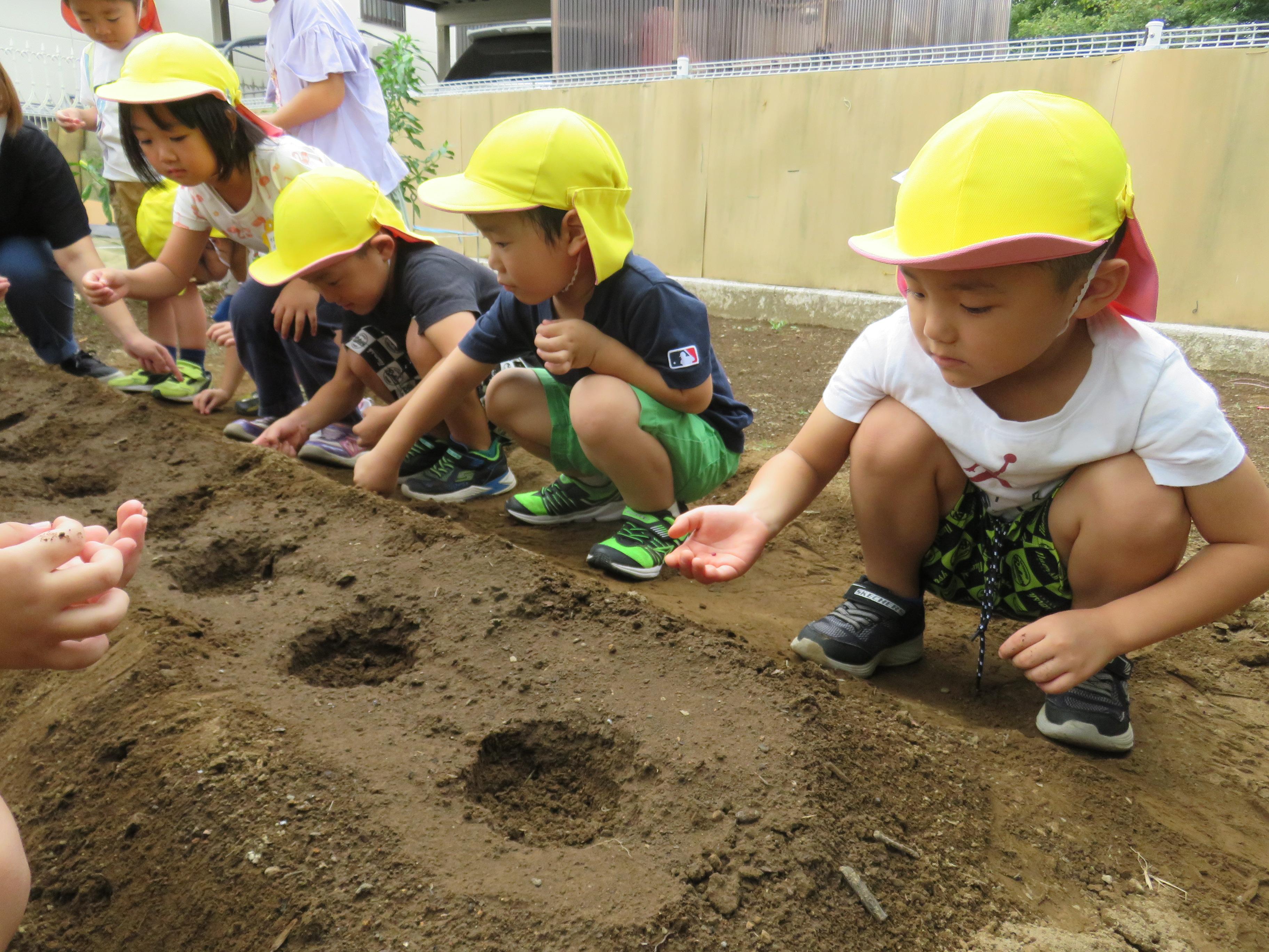 大根の種まきをしている写真です