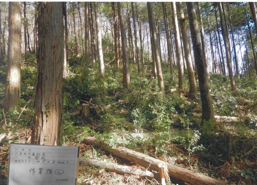 森林環境譲与税を利用した間伐の施業後