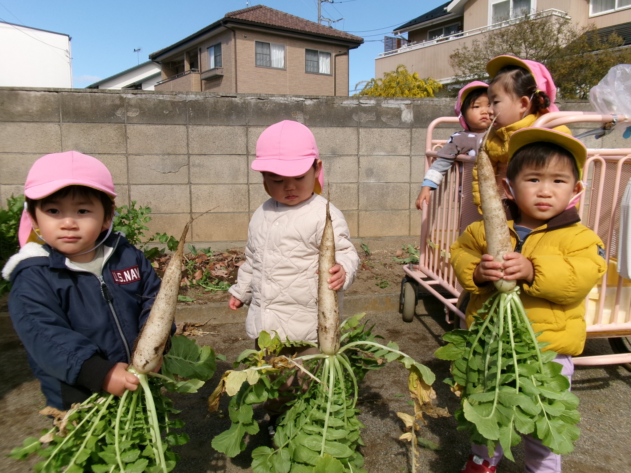 大根の収穫