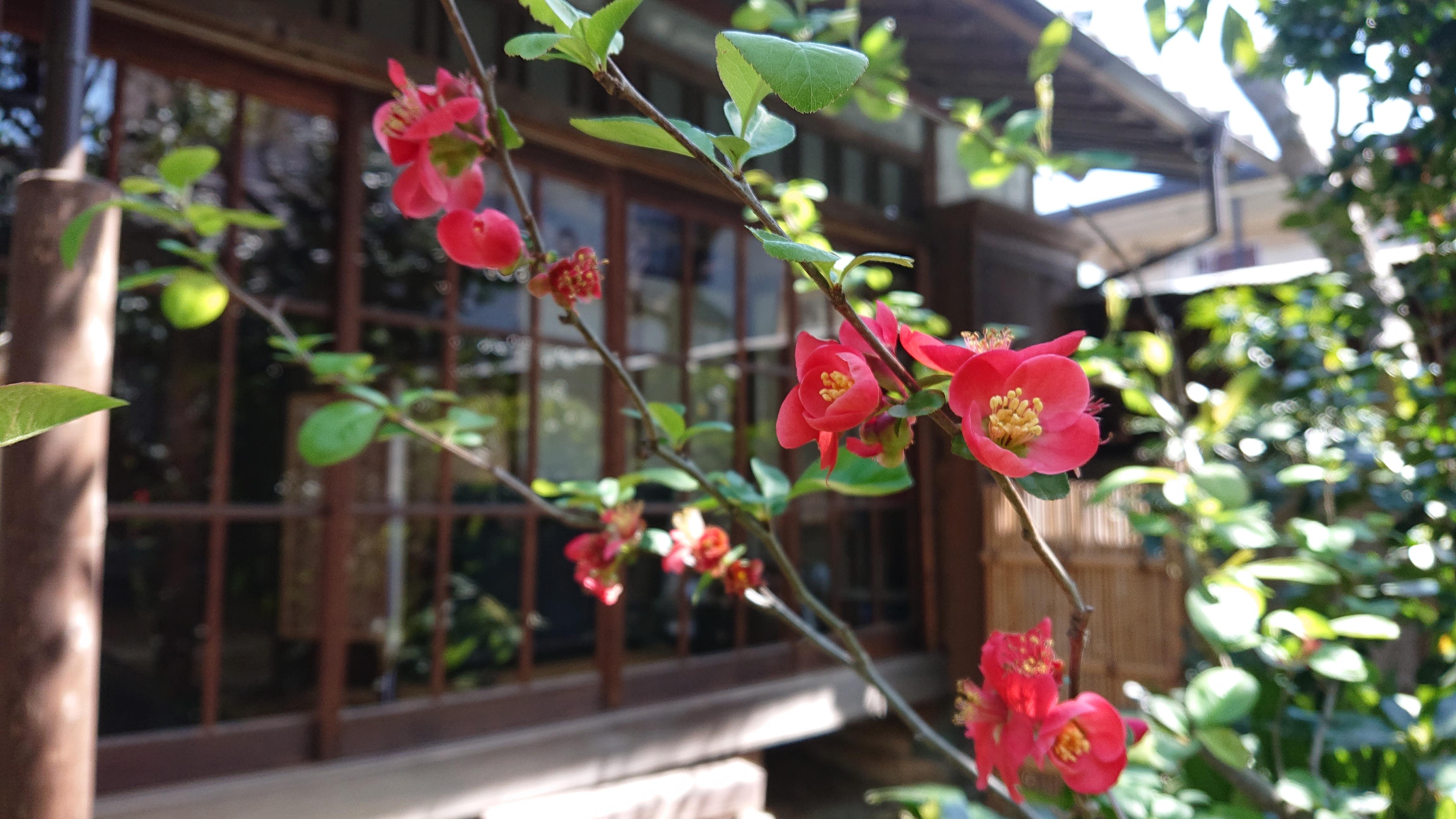 物外軒の庭のボケの花の写真