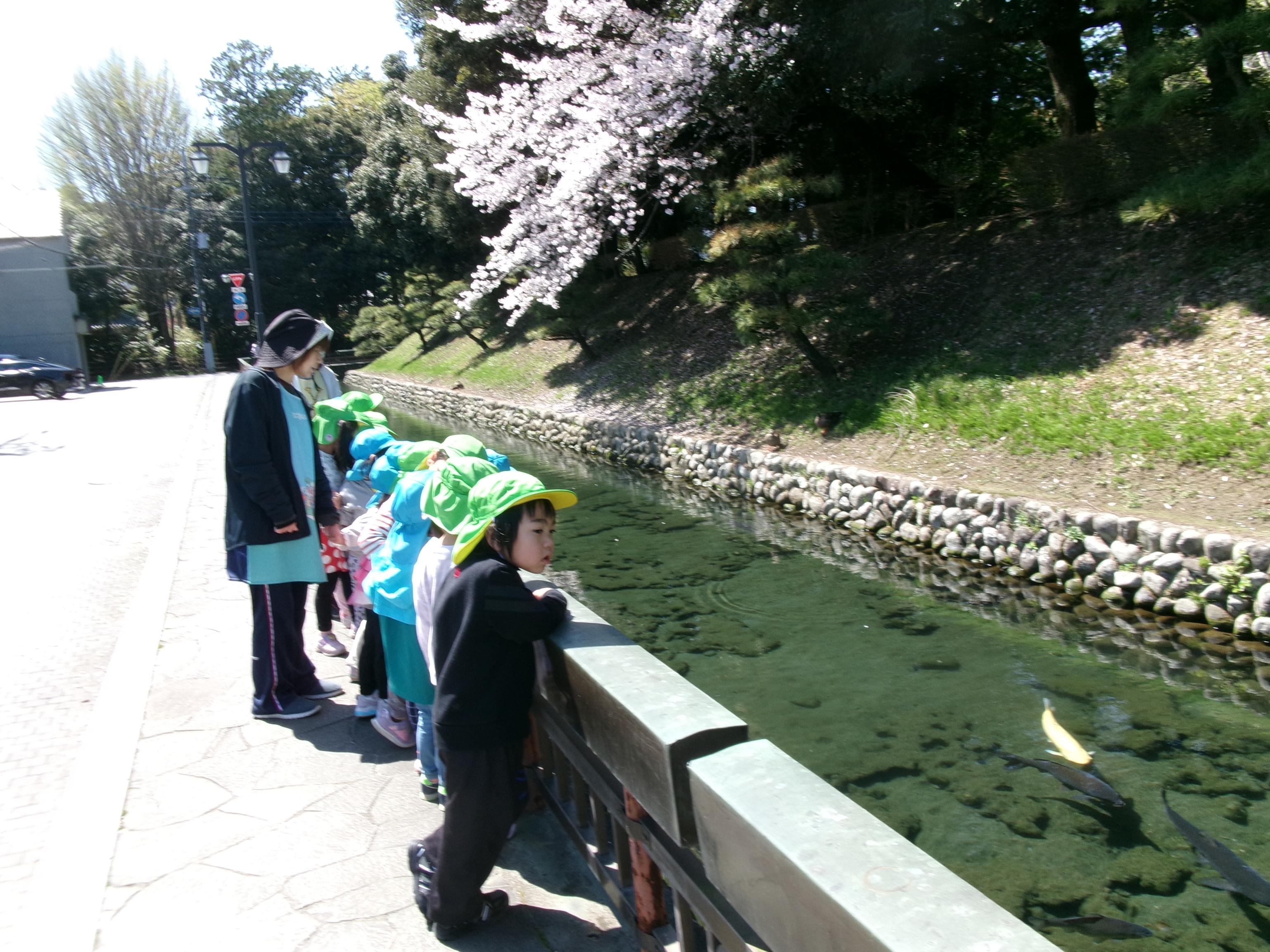 鑁阿寺の桜