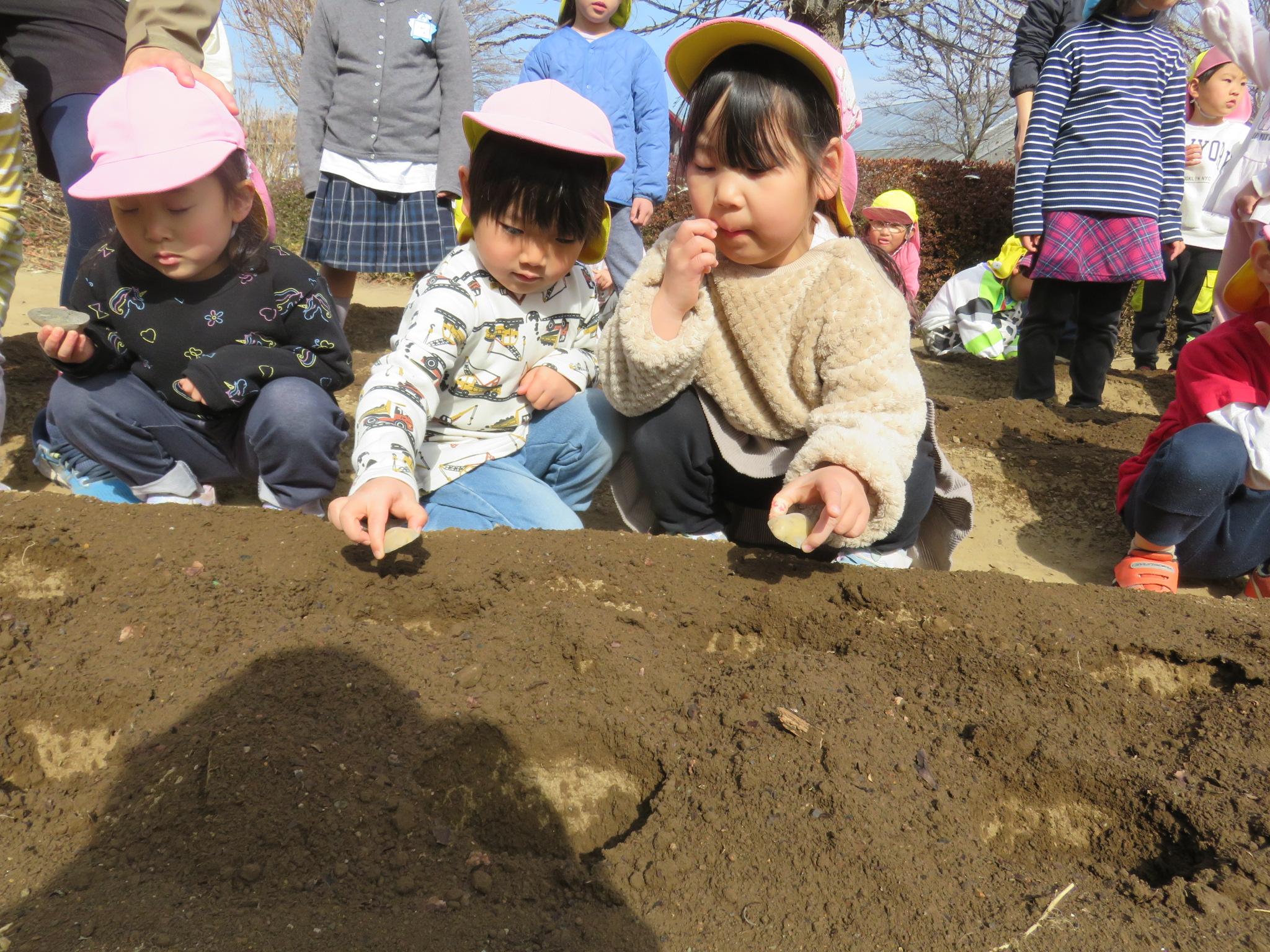 じゃがいも植えをしている写真