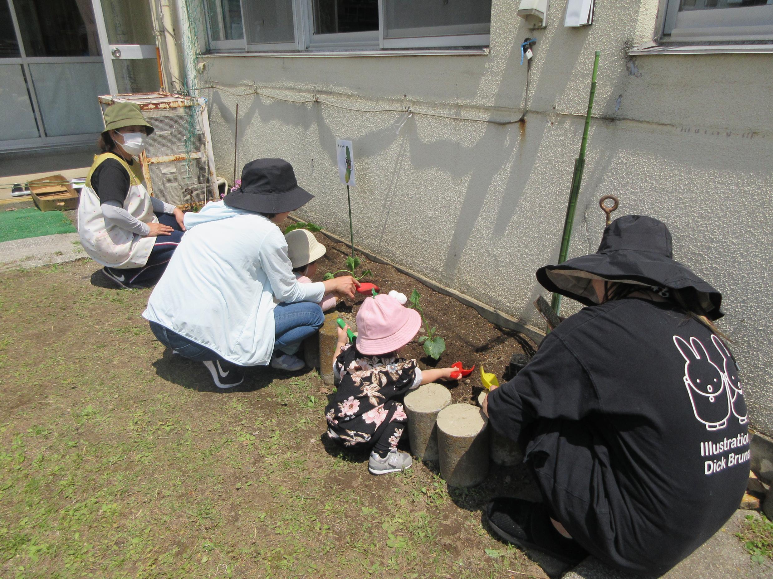 野菜の苗植え
