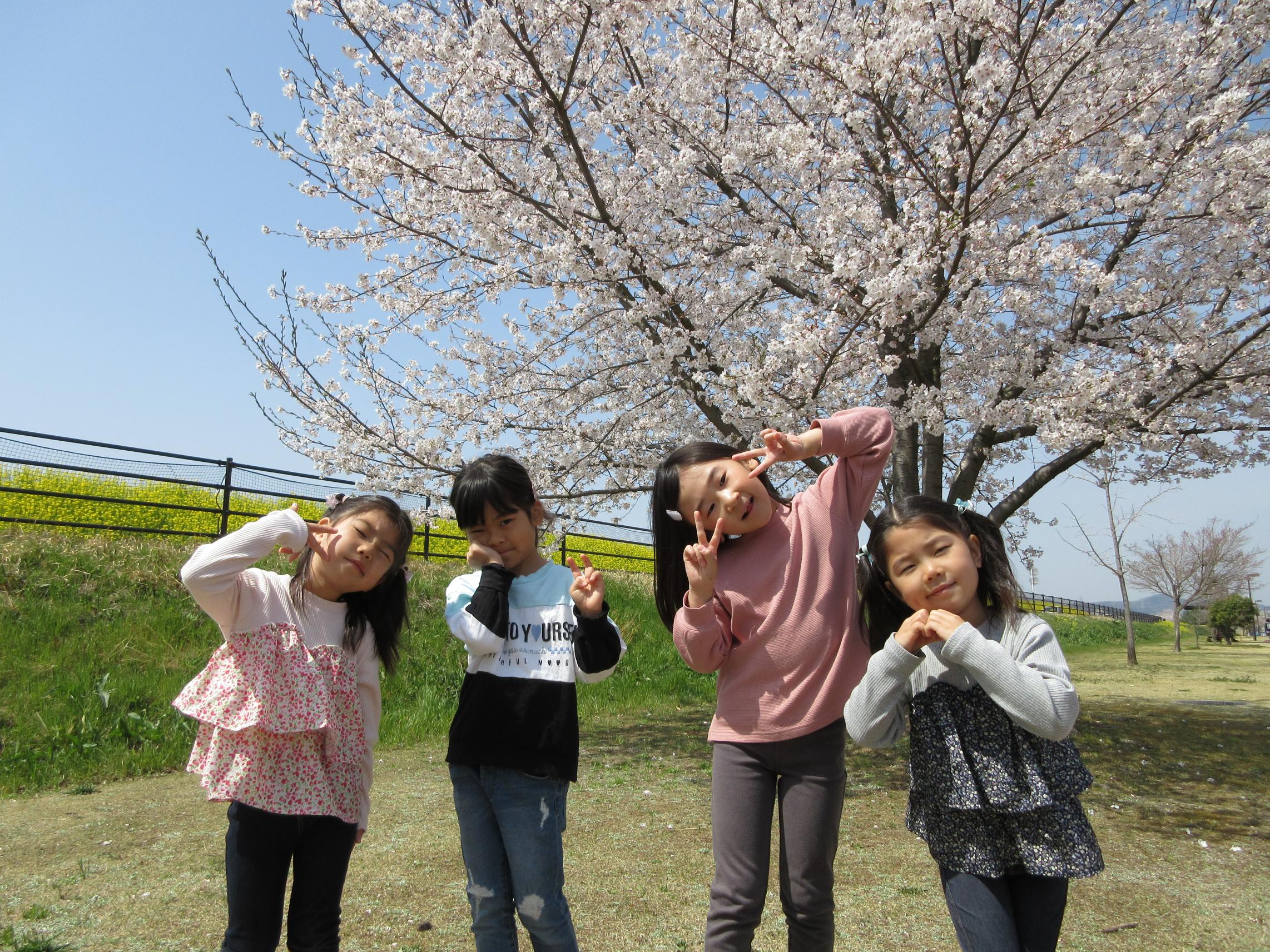 グリーン組桜