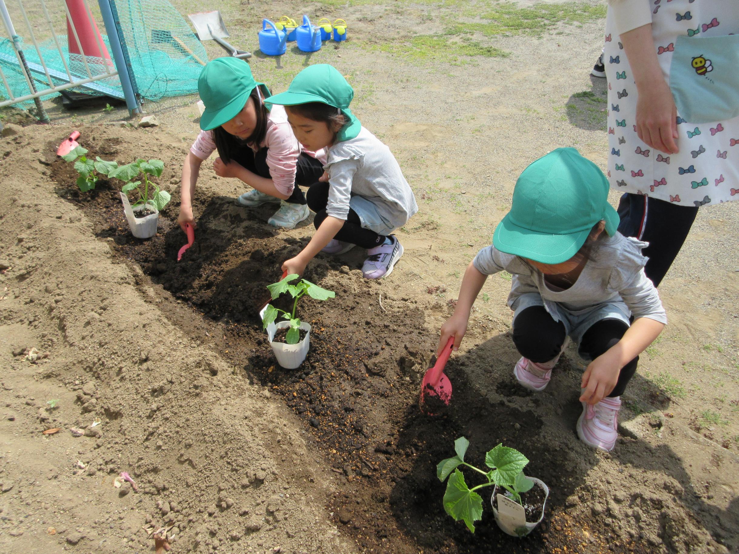 苗植え