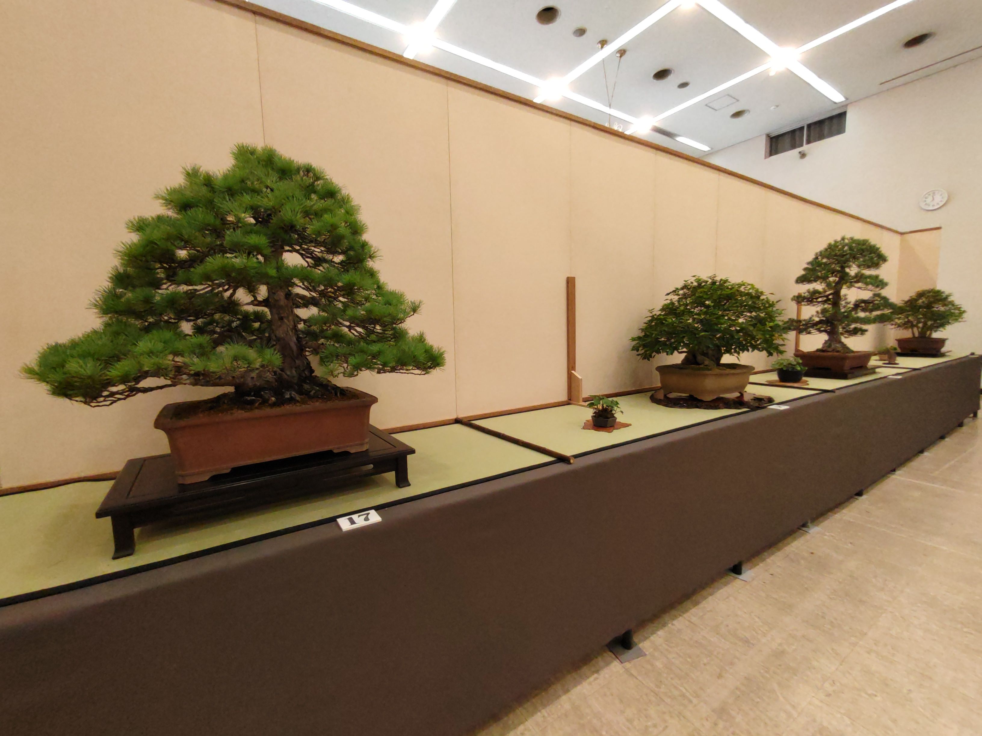 1盆栽IMG_20221015_143734