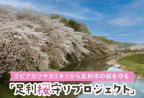 【足利市】GCFプロジェクト3_top_v2_500_340