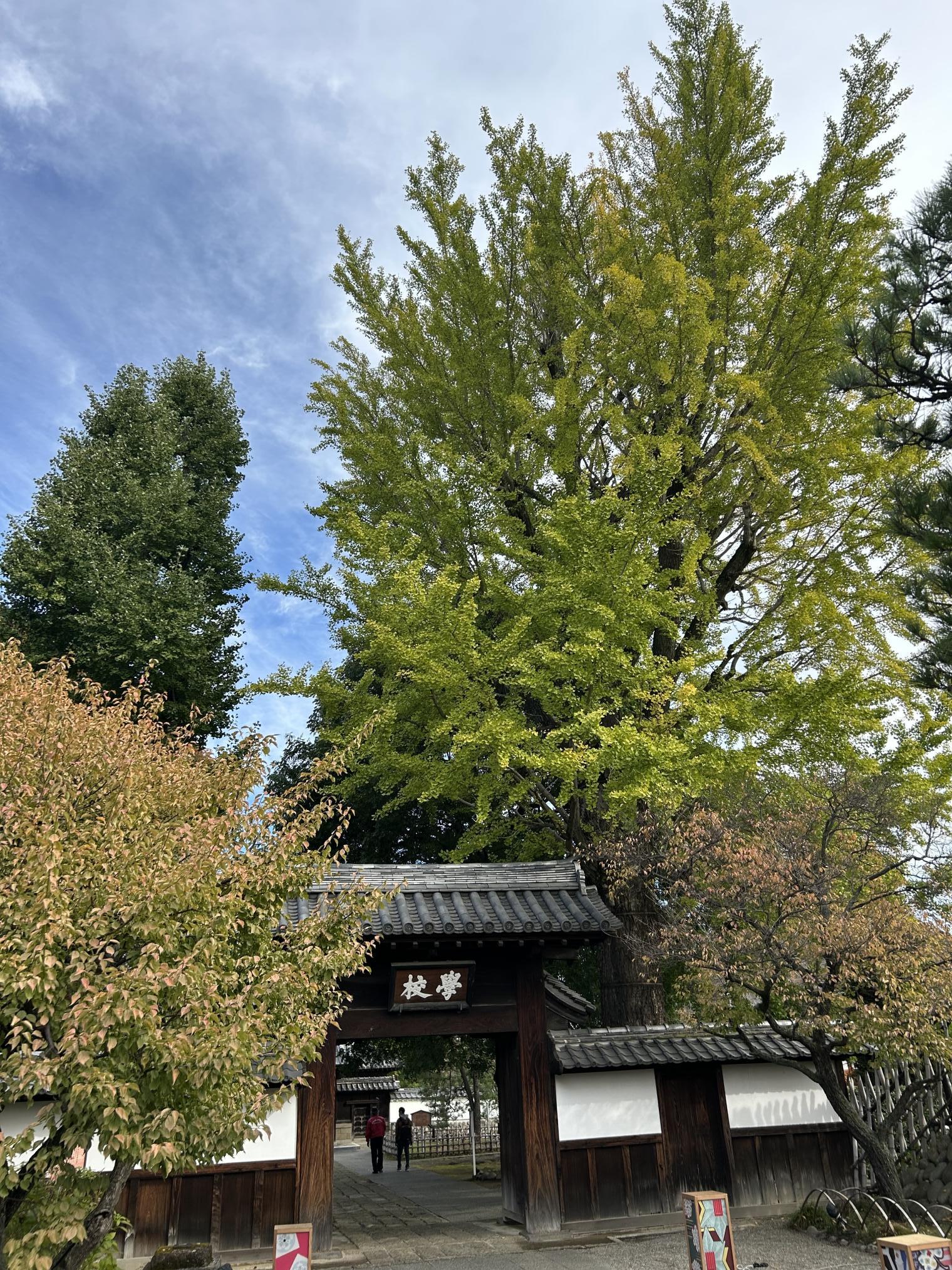 20251102_イチョウ