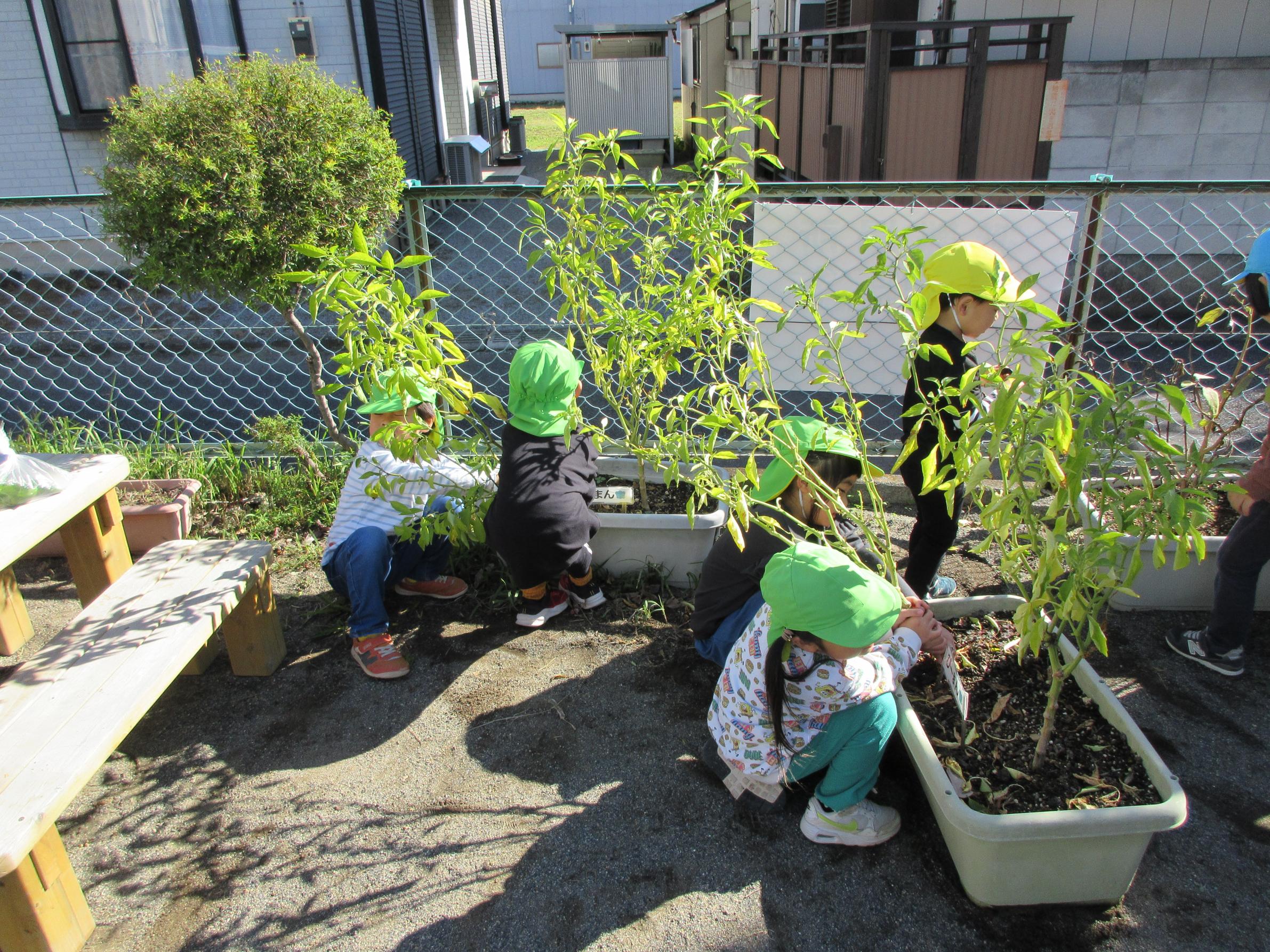 なつのあいだそだてていたやさいのかたづけをしていうしゃしんです