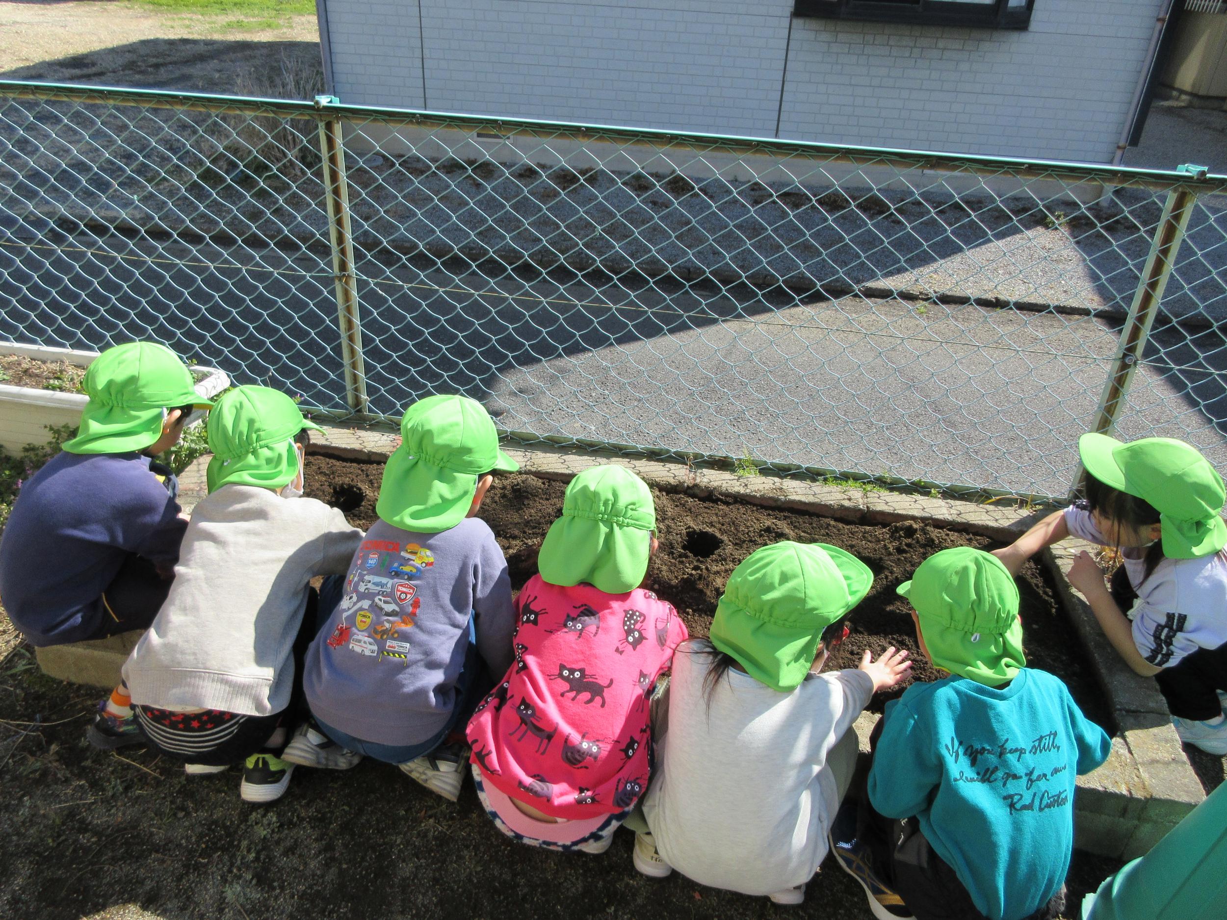 じゃがいもうえのしゃしんです じゃがいもうえのしゃしんです